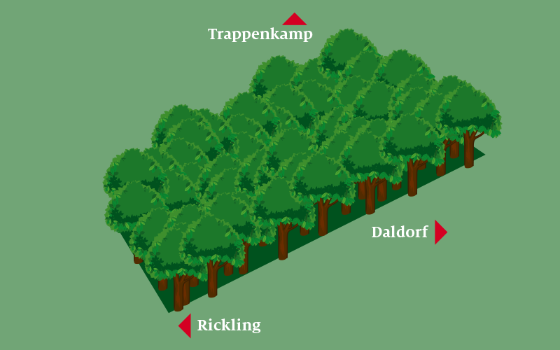 Modellbild von Bäumen der Baumpflanzaktion